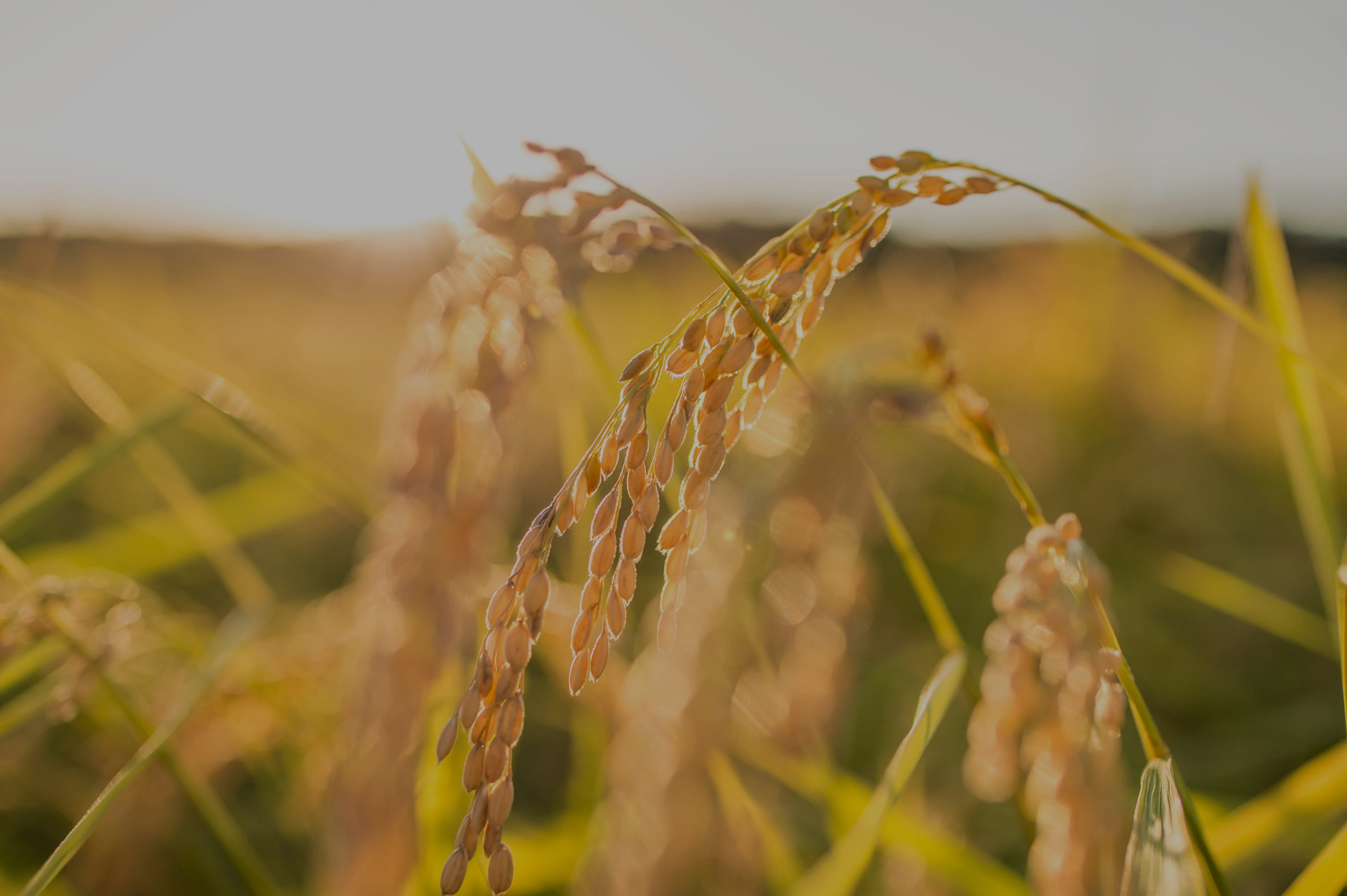 メインビジュアル3