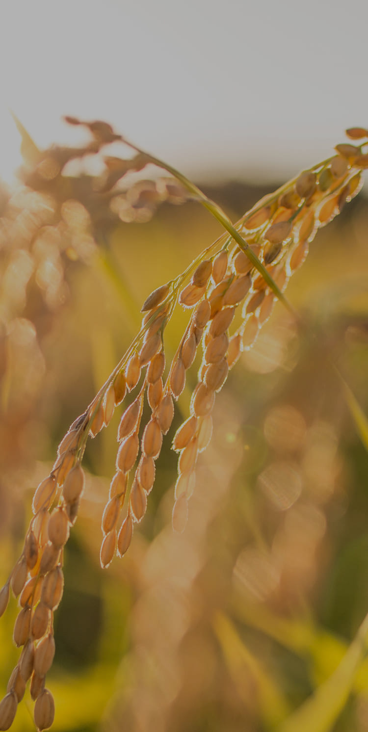 メインビジュアル3