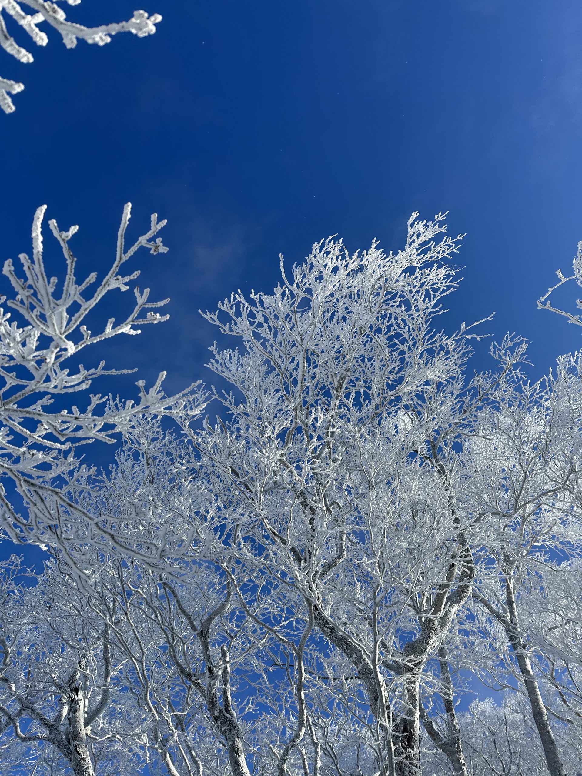 『続・投票行動』